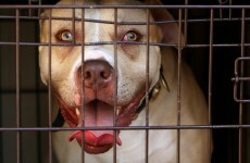 New study links violent crime with dangerous dog trade