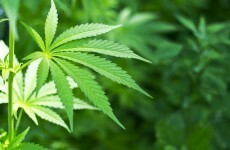 Man due in court over cannabis seizure