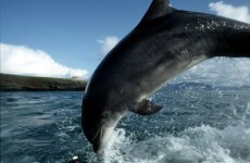 'Major celebration' to mark the 30th anniversary of Fungie's arrival