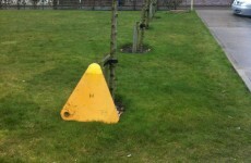 PIC: Not even the trees are safe from the clampers