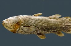 Scientists decode DNA of 'living fossil' fish believed extinct for 70 million years