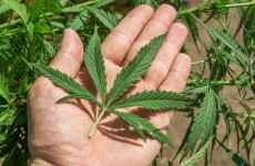 Three arrested after 'sophisticated' cannabis grow house found in Cork