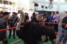 Why was there an Ostrich at the Arrested Development premiere?