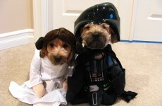May the Fourth be with you, from us and these dogs