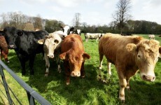 Fodder from France due tomorrow for stricken Irish farmers