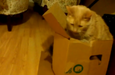 Fat cat sinks slowly and hilariously into a box
