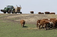 Fodder scheme doubled to €2m and extended for two more weeks