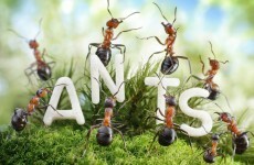 Eek! Warning of spike in ant infestations