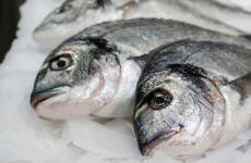Coveney makes "major step" for Irish fishermen