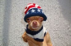 16 dogs who have clearly been smoking funny cigarettes