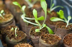 €4.4m to assist horticulture producers after 'exceptionally wet weather'
