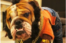 9 children and dogs who know how to celebrate Mr. T