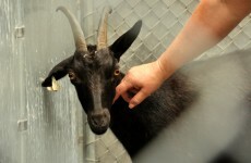 Goat escapes en route to slaughterhouse, outwits police