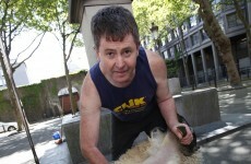 Millstreet shapes up for sheep shearing championships