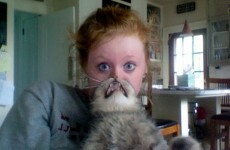 Why cat bearding is our current favourite internet craze