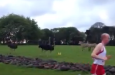 This is what happens when you jog past a group of animals