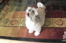 VIDEO: Frankly terrifying dog that screams like a human
