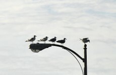 Why seagulls are the world's worst birds