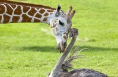 9 unlikely animal friendships that will put a smile on your face