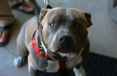 Californian man charged with murder after his pitbulls maul a jogger