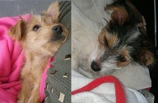 Two puppies beaten and thrown over 10-foot wall in Portlaoise