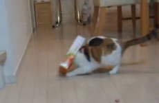 Cat manages to get head stuck in box, hilarity ensues