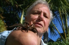 Legendary TV host David Attenborough undergoes heart op