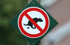 If you don't pick up your dog poo in Spain then this might happen...