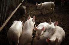 China pig farm 'pumped dissolved carcasses into river'