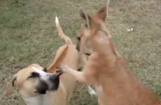 Tournament: Which animal is the most bad-ass?