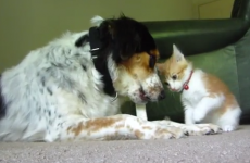 Could this be the most attention-seeking cat ever?