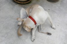 How can you tell if you're a dog person?