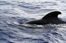 Army called in to help whale beached in Co Meath