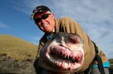 Here is why sharks will always terrify us