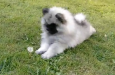 Dog has fight of his life. With a dandelion