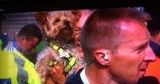 Twitter goes wild as dog photobombs Jamesie O'Connor interview
