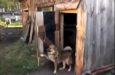 Here is what happens when a dog doesn't want to take a bath