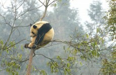 13 animals who are just a bit fed up