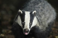 This badger is better at tweeting than you