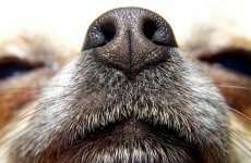 Ollie the dog helps find cannabis worth €300,000 at Shannon Airport
