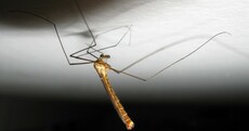 7 reasons to fear that Daddy Long Legs in your bedroom
