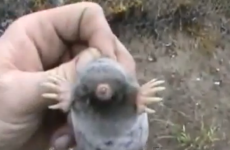 Man saves mole's life by bargaining with bird