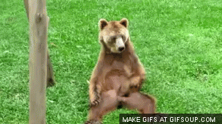 bear-scratching-balls-o