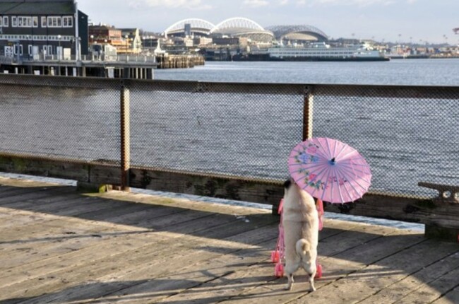 pug
