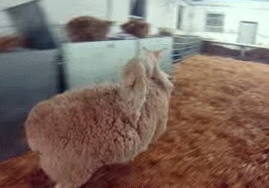 sheepsurf