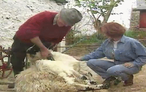 sheepshearing