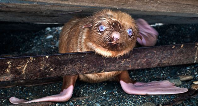 Even though he has no soul, this ginger seal is adorable. - Imgur