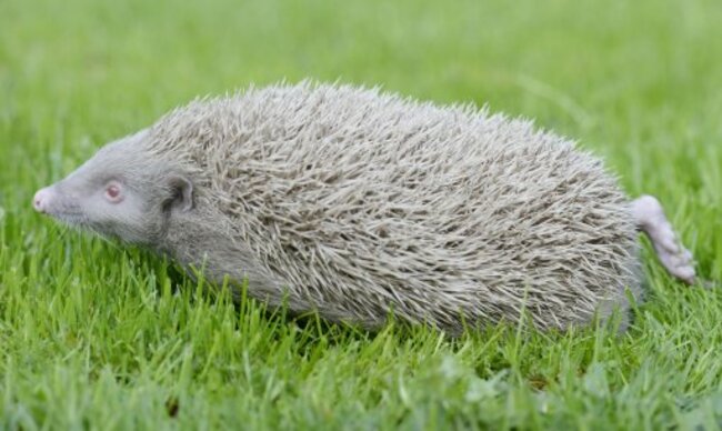 Two rare albino hedgehogs rescued