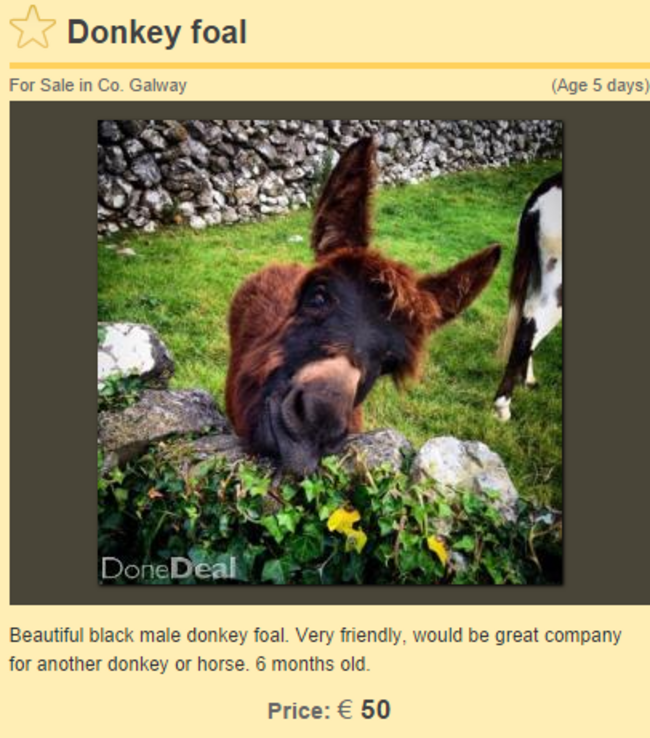 donkey