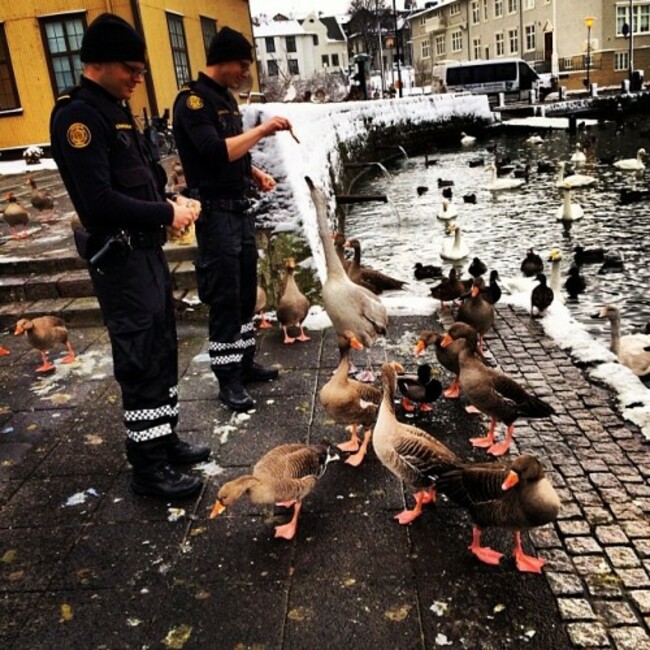 Fuglunum gefi&eth; brau&eth; *feeding the birds* #l&ouml;greglan #police